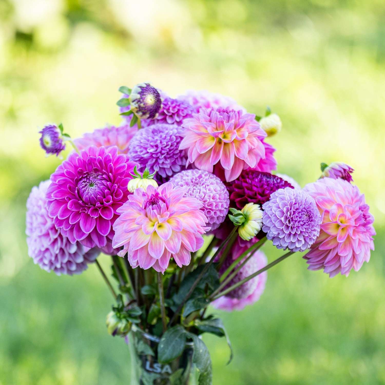 Daaliamix 'Crown Jewels'